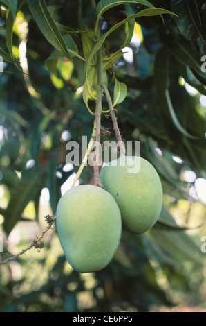Mango fruits on tree ; Alphonso Mango fruit tree ; King of the fruits ; Ratnagiri ; Maharashtra ; India ; Asia Stock Photo