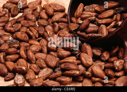 cocoa bean ; cacao beans ; Coco seeds for chocolate production ; india ; asia Stock Photo