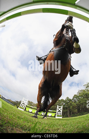 Horse Jumping Hurdle, Directly Below Stock Photo