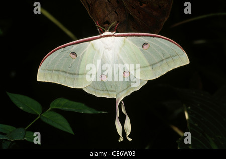 Actias selene ; Indian moon moth ; Indian luna moth ; moon moth female ; india ; asia Stock Photo