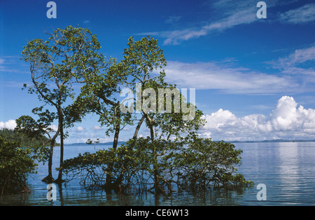 MAA 83237 : mangrove trees havelock island andaman and nicobar islands india Stock Photo