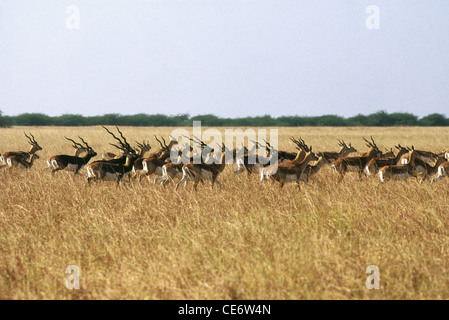 Indian antelope ; blackbuck ; Antilope cervicapra ; Blackbuck National Park ; Bhavnagar ; velavadar wildlife sanctuary ; gujarat ; india ; asia Stock Photo