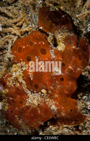 A close up of a dark red frogfish spotted on Aba Point along the coast on North Suawesi near Manado. Indonesia Stock Photo