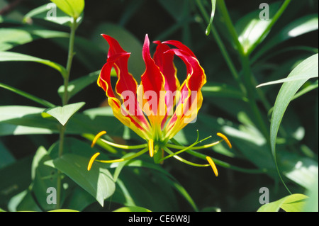 Glory lily, flame lily, climbing lily, creeping lily, gloriosa lily, tiger claw, fire lily, cultivated flower, Gloriosa superba Stock Photo