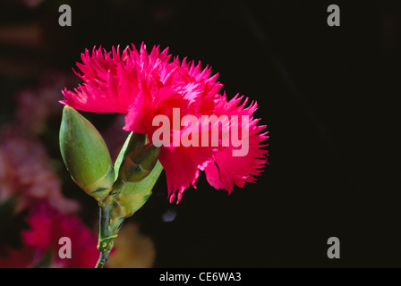 Carnation flower ; Dianthus caryophyllus ; clove pink ; india ; asia Stock Photo
