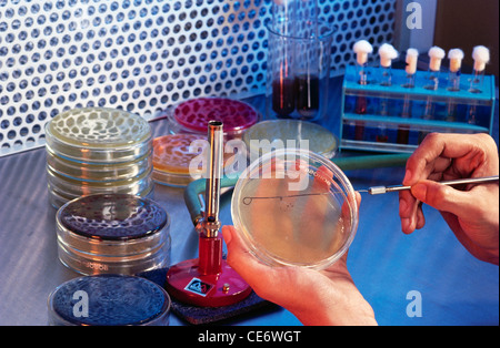 Working with petri dish in a lab Stock Photo