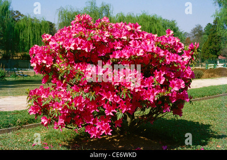 Red Rhododendron flowers flowering tree ; india ; asia Stock Photo