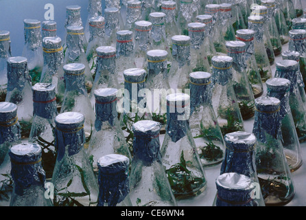 Tissue culture laboratory ; growing tissues or cells in an artificial medium ; india ; asia Stock Photo