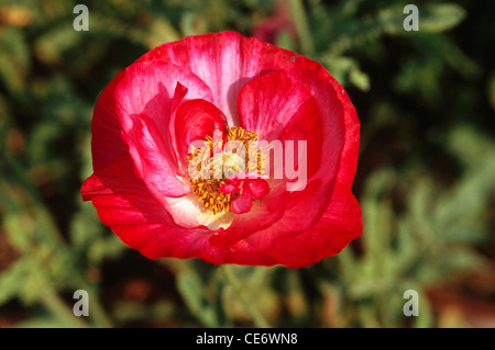 Red poppy flower ; Common poppy ; papaver orientale hybrid ; Papaver rhoeas ; india ; asia Stock Photo