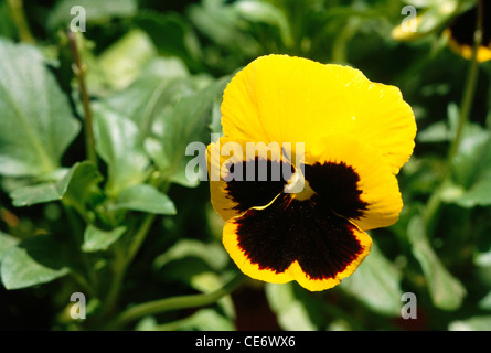 Black eyed pansy flower ; india ; asia Stock Photo