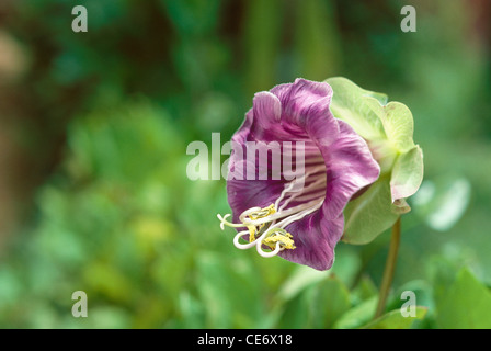 Cobaea scandens flower ; cup and saucer vine flower ;  cathedral bells flower ; Mexican ivy flower ; monastery bells flower ; india ; asia Stock Photo