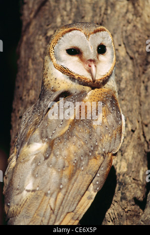 barn-owl-bird-tyto-alba-valsad