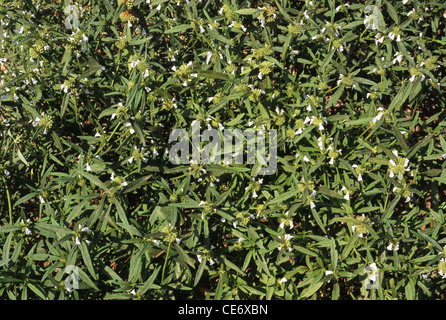 MAA 83535 : Leucas aspera leaf leaves plant tree white flowers Stock Photo