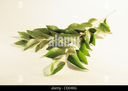 sarpagandha plant leaves leaf ; Rauvolfia serpentina ; Indian snakeroot ; devil pepper ; serpentine wood ; india ; asia Stock Photo