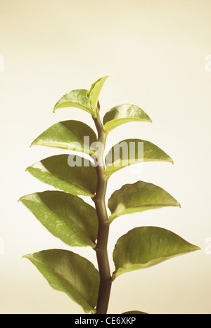 sarpagandha plant leaves leaf ; Rauvolfia serpentina ; Indian snakeroot ; devil pepper ; serpentine wood ; india ; asia Stock Photo