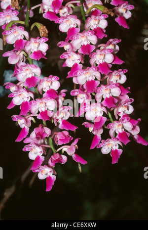 Orchid Indian Common Foxtail Rhynchostylis retusa ; india ; asia Stock Photo