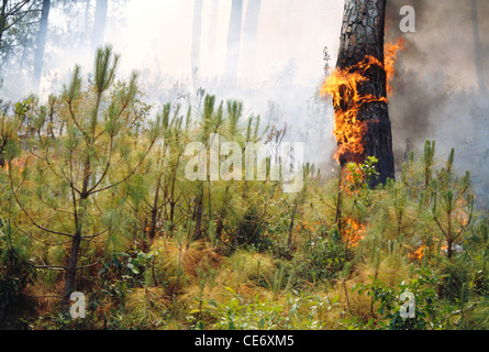 Forest Fire binsar almora uttarakhand india Stock Photo