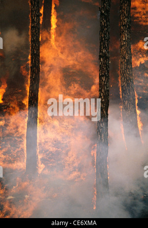 Forest Fire uttaranchal india Stock Photo