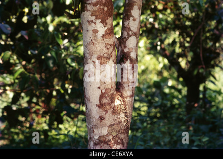 Cinnamon tree bark plantation india Stock Photo