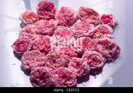 Pink rose flowers arrangement on white background Stock Photo