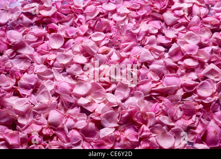 AAD 86302 : Water dew drops on pink rose flower petals abstract background doublespread Stock Photo