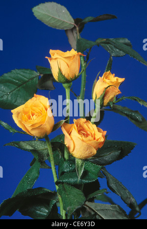 artificial flower arrangement four yellow roses green leaves blue background - ANA 86324 Stock Photo