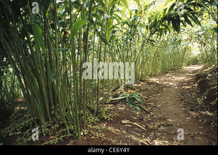 cardamom plant ; cardamon spice ; cardamum tree ; Elettaria cardamomum ...