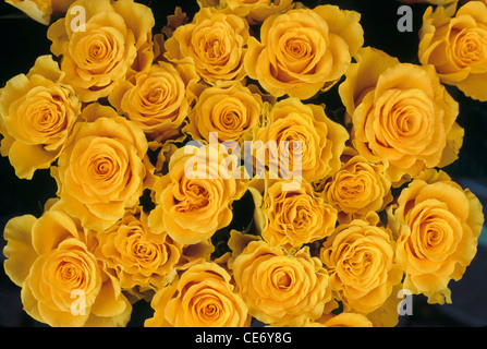 HMA 86305 : yellow rose flower bouquet flowers arrangement of bright yellow roses Stock Photo