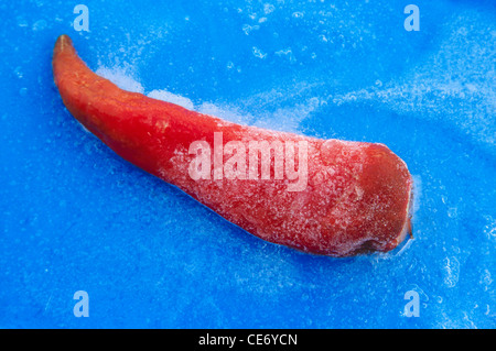 Frozen red chilly on ice jodhpur rajasthan india Stock Photo