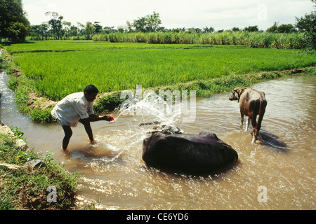 Bathing In Rice Buffaloes taking bath in rice field, india Stock Photo - Alamy