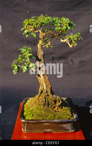 Night flowering jasmine bonsai tree ; Nyctanthes arbor tristis ; parijat jin style ; ten year old ;  silvassa ; union territory ; UT ; india ; asia Stock Photo