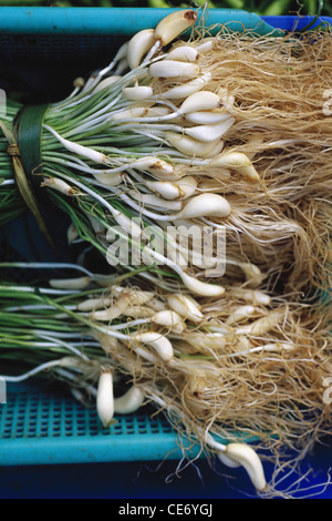 Raw garlic bulb ; garlic plant ; india ; asia Stock Photo