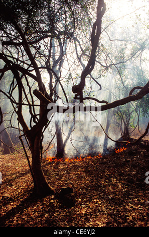 Forest fire ; maharashtra ; india ; asia Stock Photo