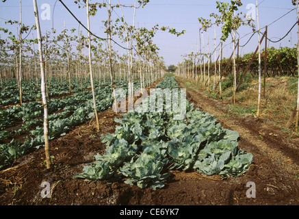 MPC 83794 : green cabbage growing plant crop field ; maharashtra ; india Stock Photo