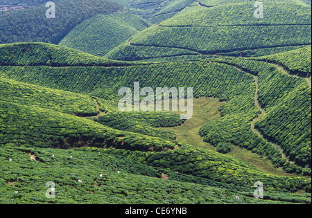 SDM 83749 : rolling hills and path in Tea Garden ; munnar ; kerala ; india Stock Photo