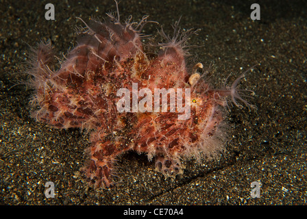 A hary frogfish found in Lembeh Strait Indonesia at Jahir 2 Stock Photo