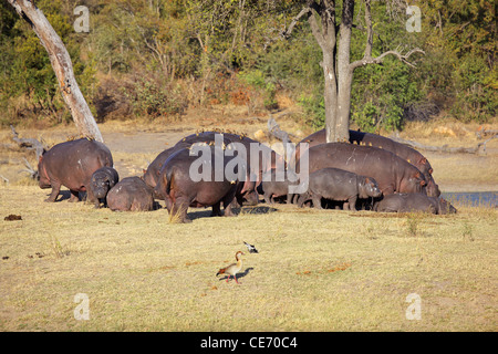 Hippo family (Hippopotamus amphibius) with oxpecker birds, Sabie-Sand nature reserve, South Africa Stock Photo