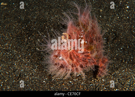 A Hary frogfish with a small anemone shrimp on it. The shrimp must have confuse the hair for tentacles of a anemone Stock Photo