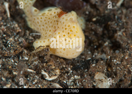 A yellow cream  color juvenile painted frog fish found on the black sand of Tiwoho, in the Bunaken Nationa Park,Manado,Indonesia Stock Photo