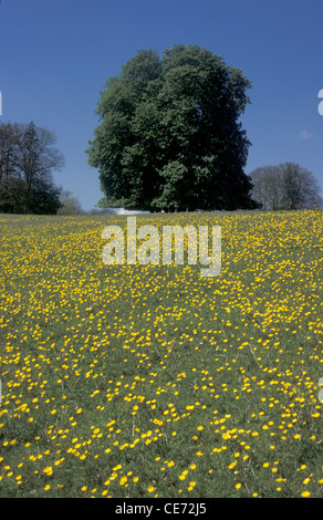 buttercup meadow in the Chiltern Hills, Oxfordshire, England Stock Photo