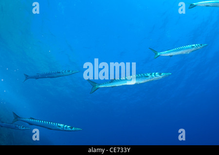 School of Striped Barracudas (Sphyraena viridensis) Port-Cros island, France Stock Photo