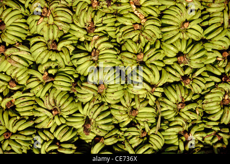 green banana fruit ; india ; asia Stock Photo
