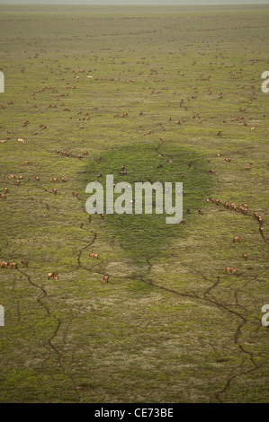 Shadow of Hot Air Balloon over the plains of the Serengeti, Tanzania.  Tracks of Wildebeest Stock Photo