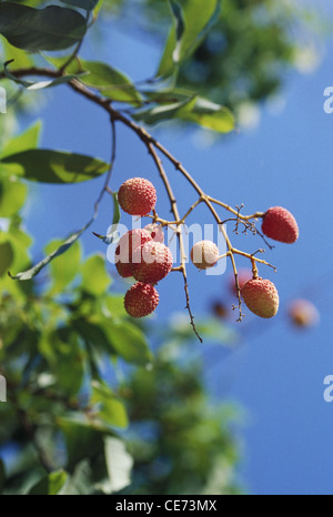 Fruit Litchi growing on tree Stock Photo