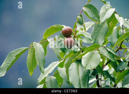 Walnuts growing on trees Stock Photo
