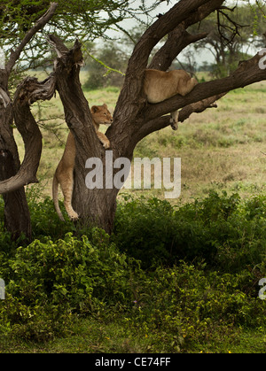 Two young lion cubs, one climbing and the other resting on a branch of an acacia tree Stock Photo