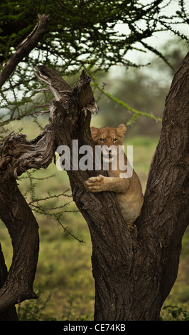Young lion cub clinging onto Acacia tree trunk Stock Photo