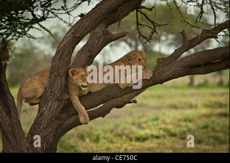 Two young lion cubs on Acacia Tree branch Stock Photo
