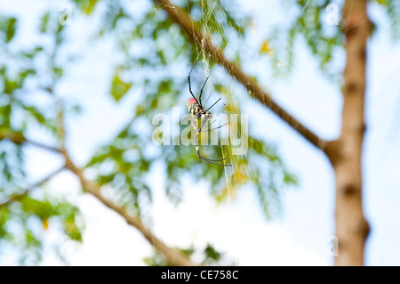 Spider Stock Photo