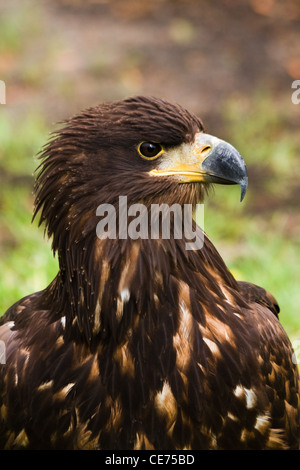 Portrait of Steppe eagle or Aquila nipalensis in side angle view Stock Photo